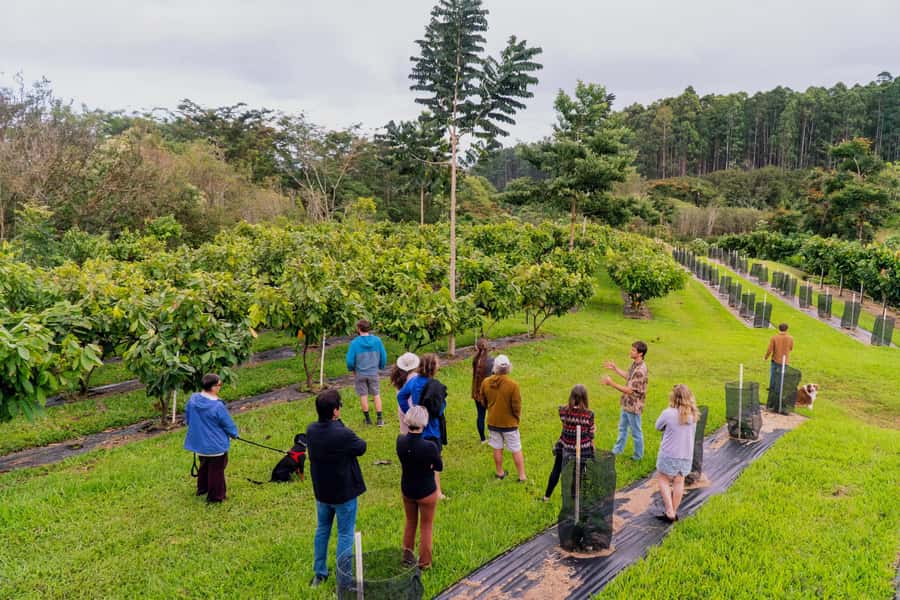 Big Island Hawaii: Craft Chocolate Tasting and Farm Tour - Key things to know before you go