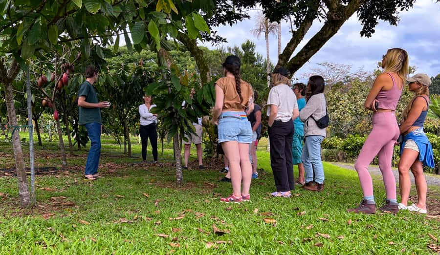 Big Island Hawaii: Craft Chocolate Tasting and Farm Tour - Why cacao fermentation matters so much