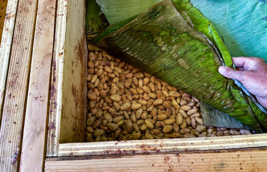 Big Island Hawaii: Craft Chocolate Tasting and Farm Tour - What the pace and group experience are like