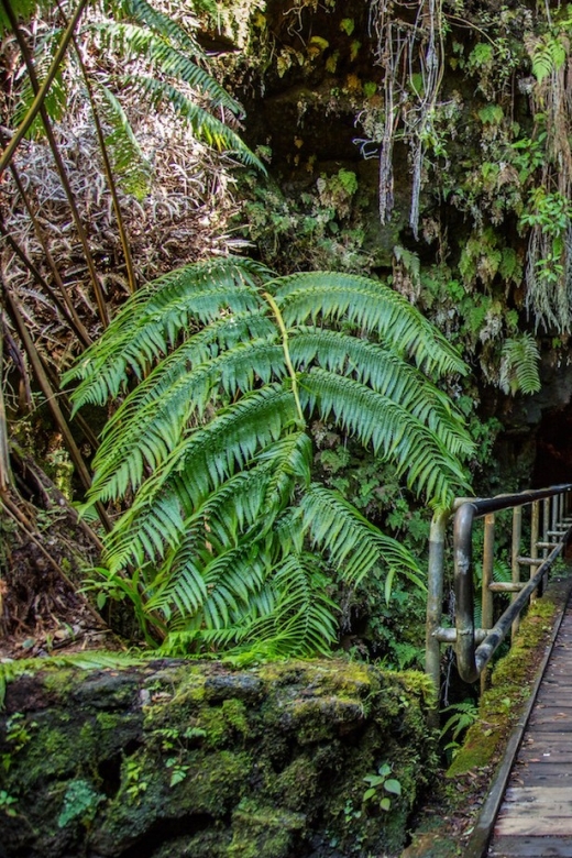 Big Island: Volcanoes, Waterfalls, & Coffee Farm Day-Trip - Who should book it, and who should skip it