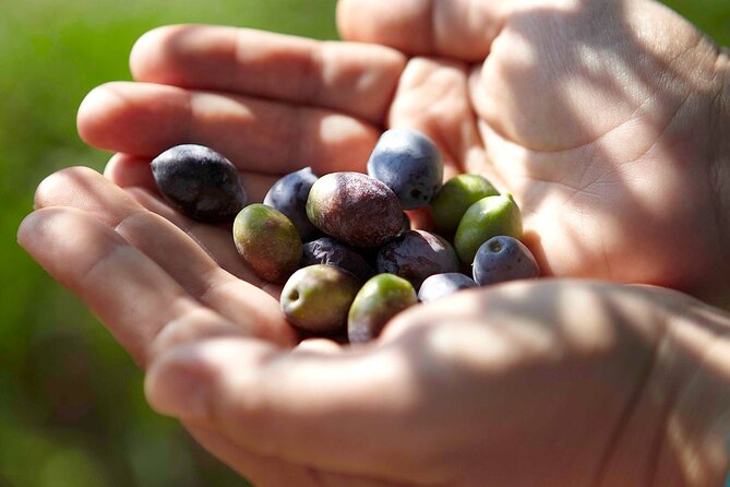 Bio Farm Private Olive Oil Tasting, Farm to Fork Meal & Temple of Poseidon Tour - Is $414.55 Per Person a Fair Price?