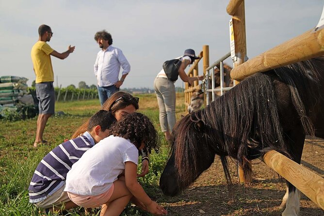 Biodynamic Farm and Natural Wines Tasting in Lazise - Cold cuts, cheeses, and bread from the Verona area