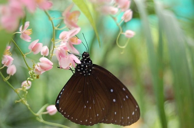 Bird Park & Butterfly Farm Nature Tour From Kuala Lumpur - Five useful things to know before you go