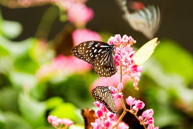 Bird Park & Butterfly Farm Nature Tour From Kuala Lumpur - Private transport is the main convenience