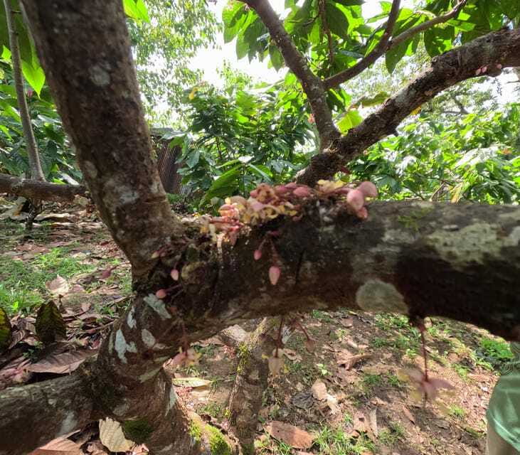 Bohol Chocolate Making and Farm Tour - The people who shape the experience