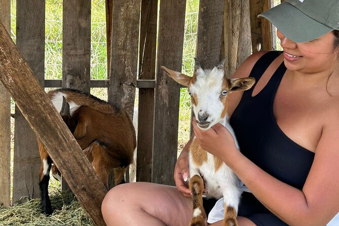 Bottle Feed & Cuddle Baby Goats at Ohana Ranch (Big Island) - Key points at a glance