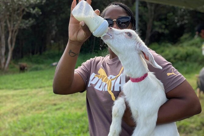 Bottle Feed & Cuddle Baby Goats at Ohana Ranch (Big Island) - The welcome and the story behind the farm