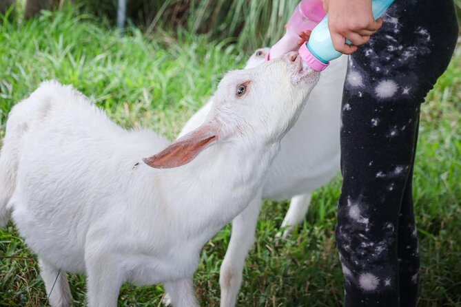 Bottle Feed & Cuddle Baby Goats at Ohana Ranch (Big Island) - Who will enjoy this ranch visit most