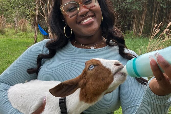 Bottle Feed & Cuddle Baby Goats at Ohana Ranch (Big Island) - Bottle-feeding hungry baby goats