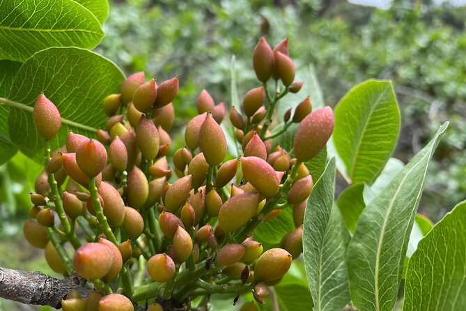 Bronte Pistachio Farm Tour and Lunch with Farmer - From pistachio pesto to gelato