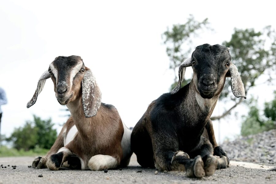 Bucharest: Ranch with Domestic Animals Day Trip - Key points to know before you go