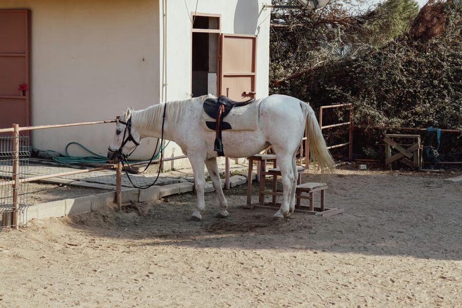 Bucharest: Ranch with Domestic Animals Day Trip - Meeting the domestic animals at the ranch