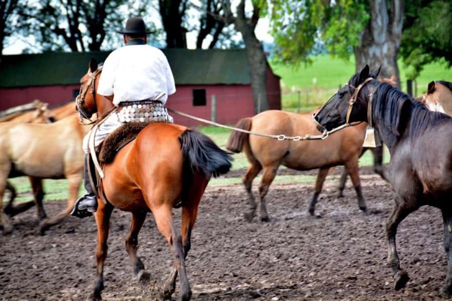 Buenos Aires: Santa Susana Ranch Day Tour, BBQ & Shows - Argentine barbecue at the center of the day