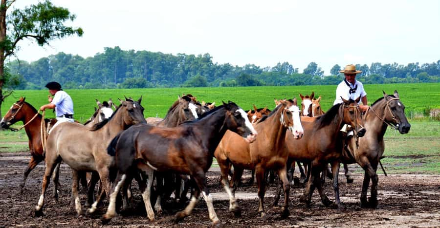 Buenos Aires: Santa Susana Ranch Day Tour, BBQ & Shows - Gaucho skills, horses, and open country