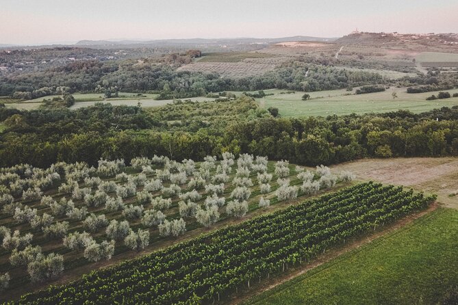 Buje: Authentic Istrian family farm, guided walk, foods & wine - Two wines, elderflower juice, and an olive digestive