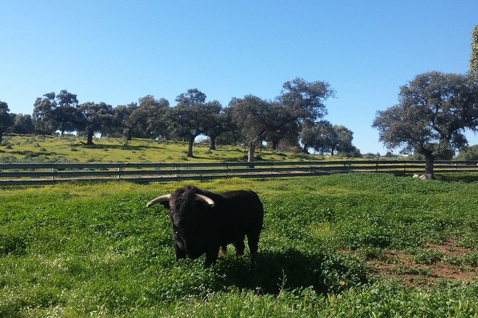 Bull Breeding Farm: Guided Half-Day Tour from Seville - Five things to know before booking