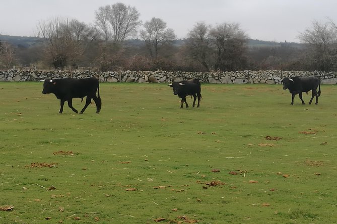 Bull Breeding Farm: Guided Half-Day Tour from Seville - What the four-hour schedule really means