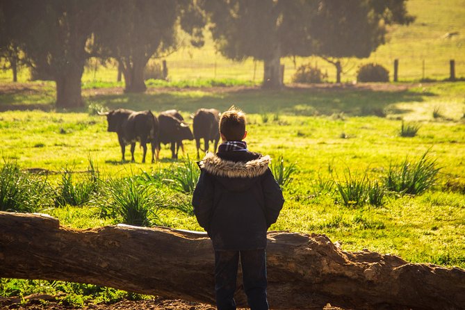 Bull Breeding Farm: Guided Half-Day Tour from Seville - Who will enjoy this farm visit most?