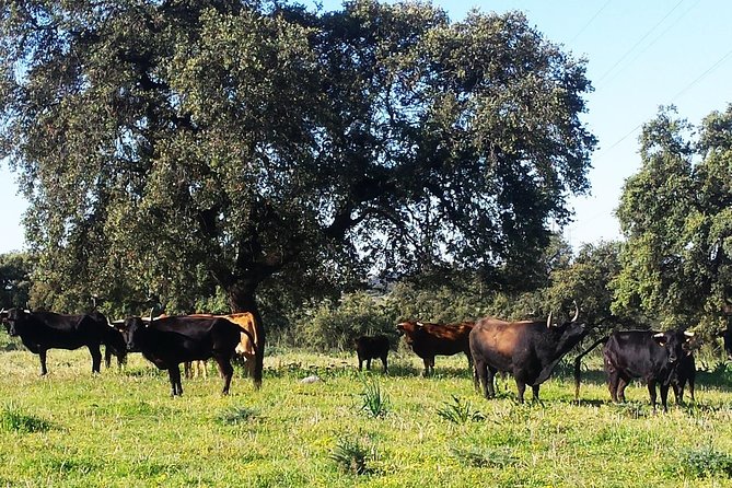 Bull Breeding Farm: Guided Half-Day Tour from Seville - Should you book the bull-breeding farm tour?