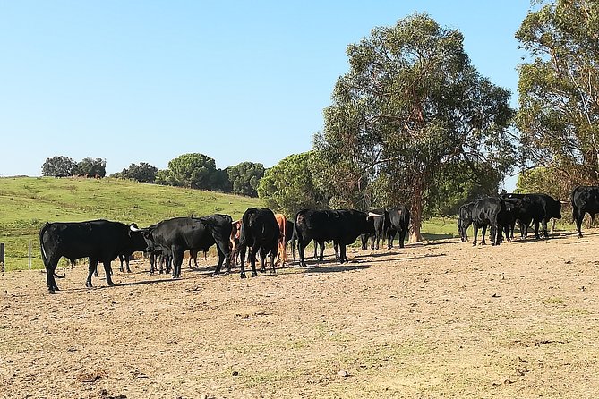 Bull Breeding Farm: Guided Half-Day Tour from Seville - The farm explanation and the language question