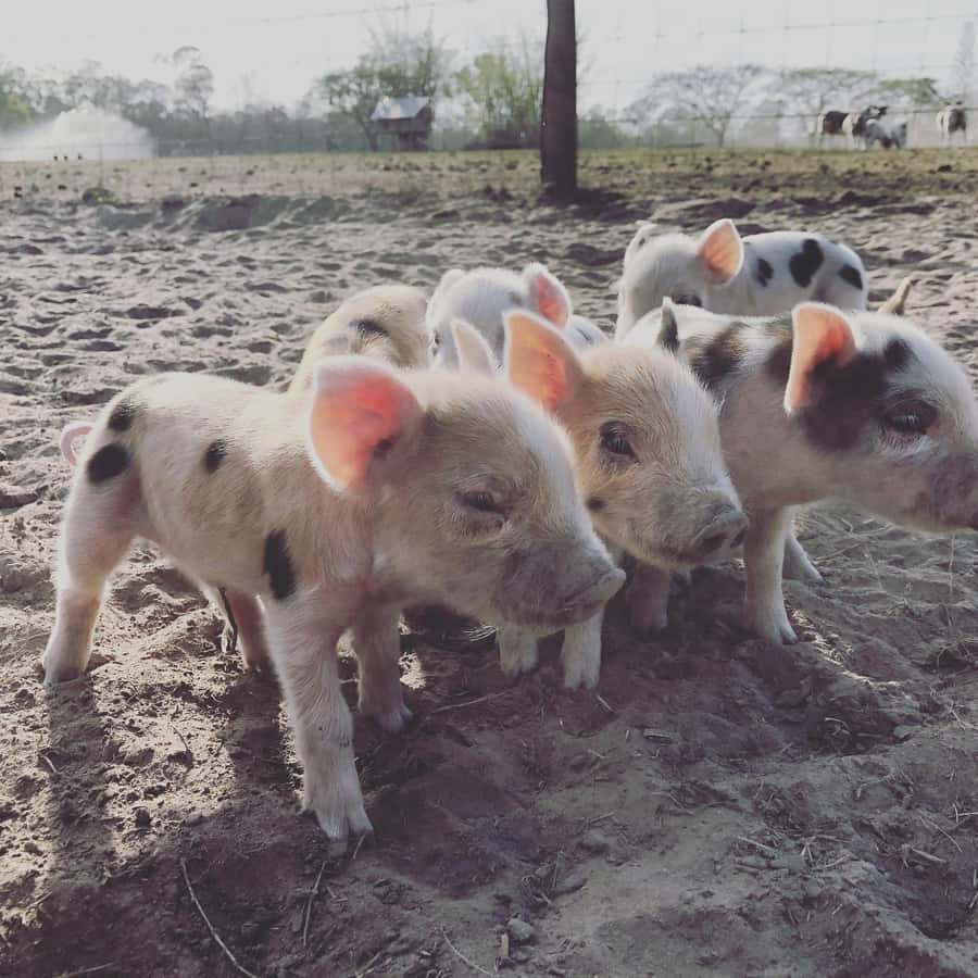 Bundaberg: Family-Friendly Entry Ticket to Splitters Farm - Photos, gardens, and time after the walk