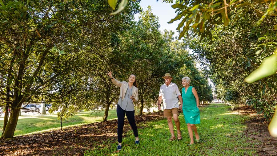 Bundaberg: Macadamia Orchard Tour - Arriving at 4625 Goodwood Road