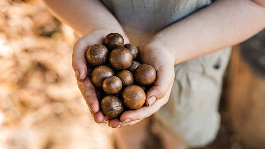 Bundaberg: Macadamia Orchard Tour - Walking Macadamia Lane