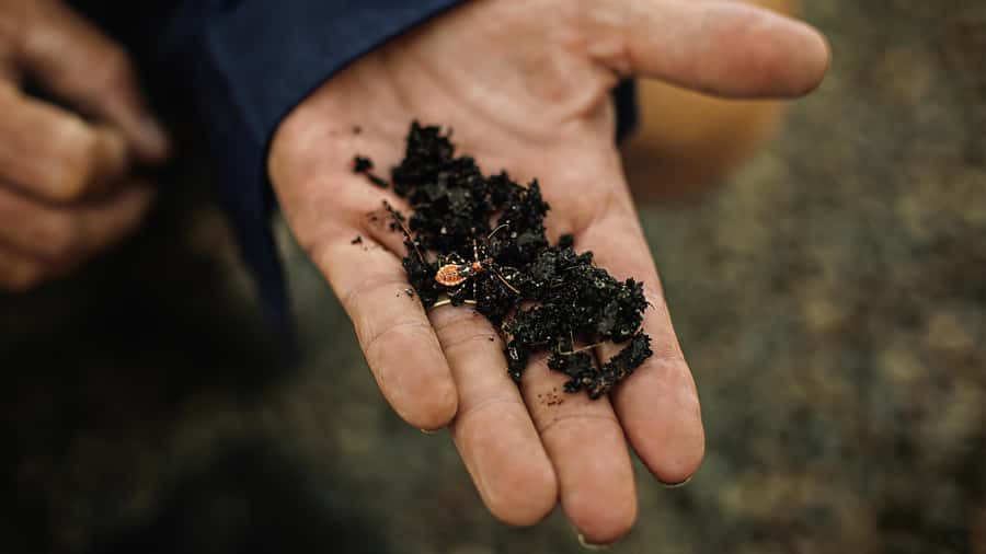 Bundaberg: Macadamia Orchard Tour - The Factory Story, From Harvest to Finished Product