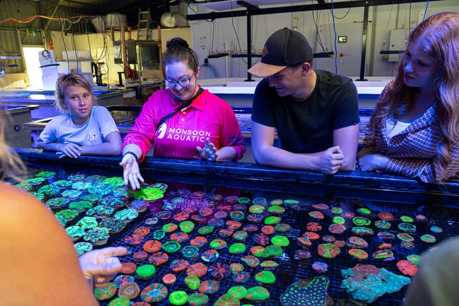 Bundaberg: Monsoon Aquatics Coral Farm Guided Tour - Reaching the Coral Farm at Bundaberg’s Port