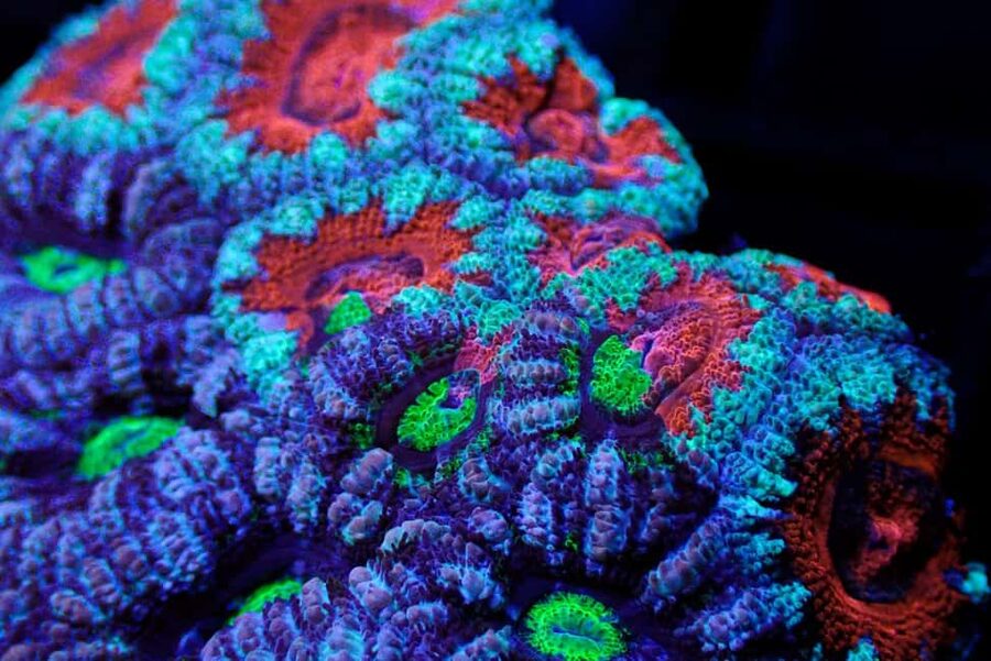 Bundaberg: Monsoon Aquatics Coral Farm Guided Tour - The Conservation Message Without Empty Promises