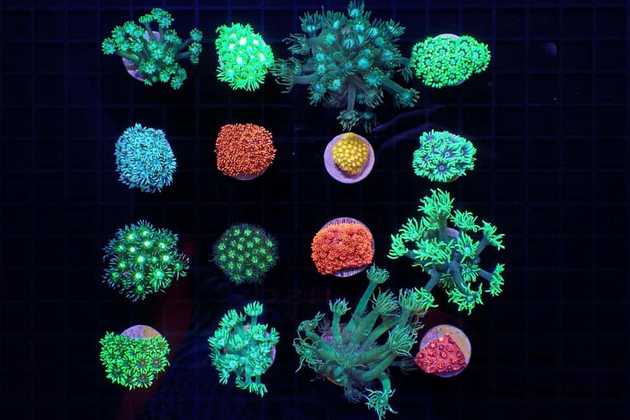 Bundaberg: Monsoon Aquatics Coral Farm Guided Tour - Is $22 a Fair Price?