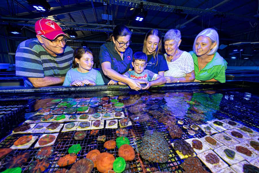 Bundaberg: Monsoon Aquatics Coral Farm Guided Tour - The First Look Inside a Working Coral Farm