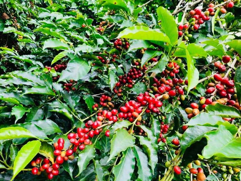 Buon Ma Thuot: Bean to Brew Coffee Farm Tour with Tasting - Walking the coffee plantation and learning the basics