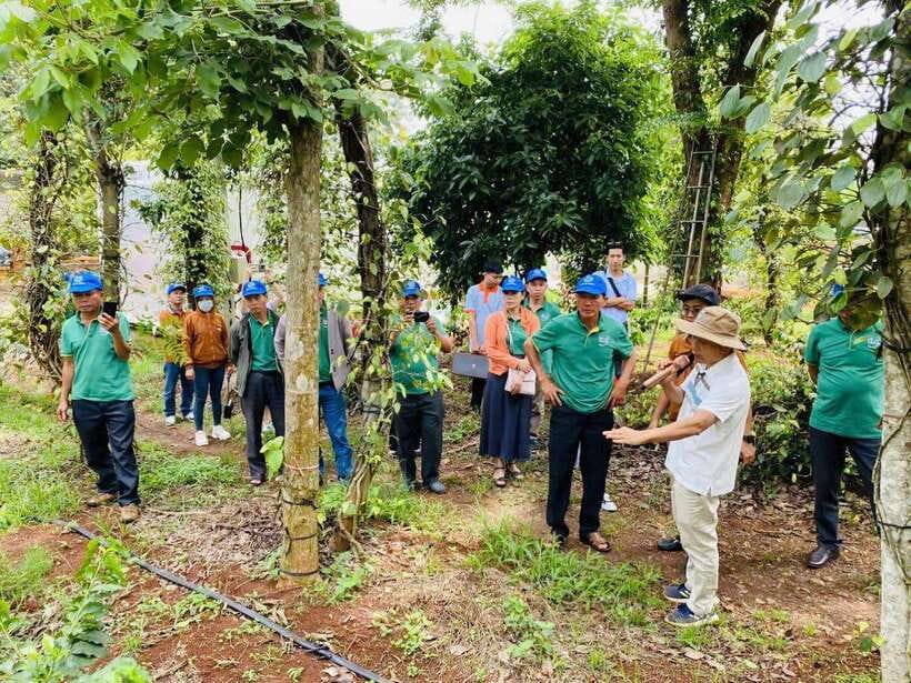 Buon Ma Thuot: Bean to Brew Coffee Farm Tour with Tasting - Pruning, weeding, and the work behind each harvest