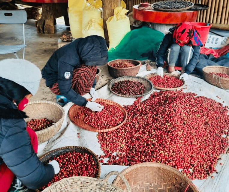 Buon Ma Thuot: Bean to Brew Coffee Farm Tour with Tasting - Irrigation and the role of water in Central Vietnam