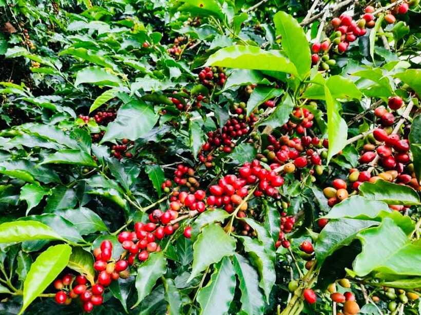 Buon Ma Thuot: Bean to Brew Coffee Farm Tour with Tasting - The final cup: machine or filter brewing