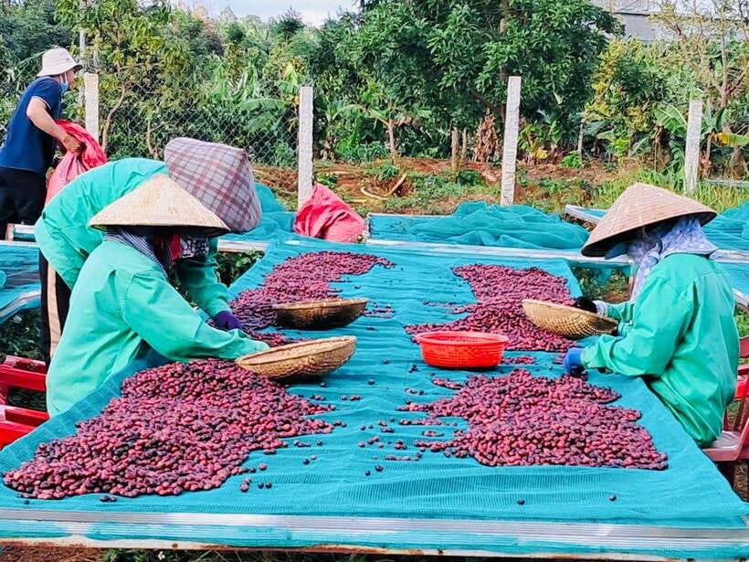 Buon Ma Thuot: Bean to Brew Coffee Farm Tour with Tasting - Is $18 a fair price for this coffee experience?