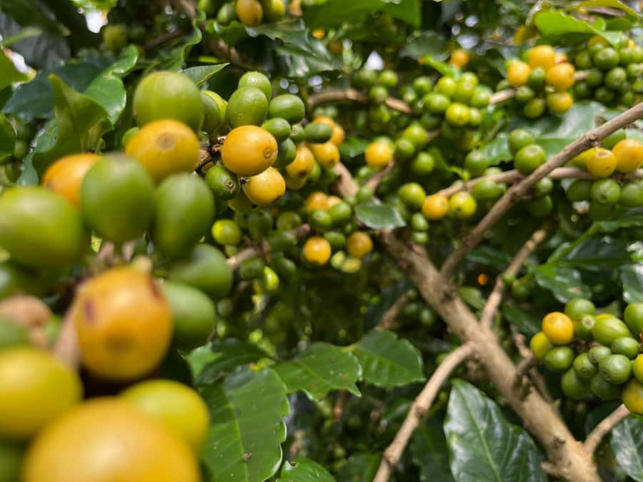 Buon Ma Thuot: Coffee Farm Tour (Bean to Brew) with Pickup - Leaving Buon Ma Thuot for the coffee farms