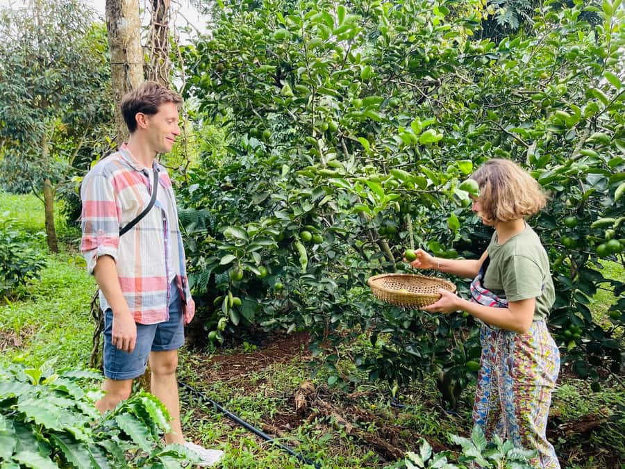 Buon Ma Thuot: Coffee Farm Tour (Bean to Brew) with Pickup - Harvest season changes what you see