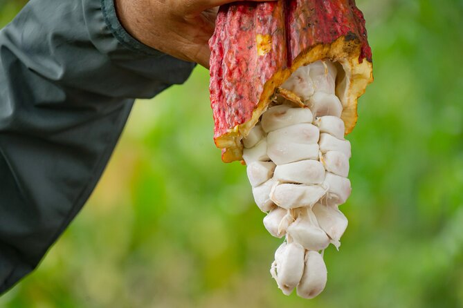 Cacao Farm Excursion Day Trip from Guayaquil - Leaving Guayaquil at 10am