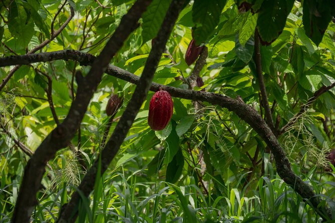 Cacao Farm Excursion Day Trip from Guayaquil - Arriving at the 30-acre family farm