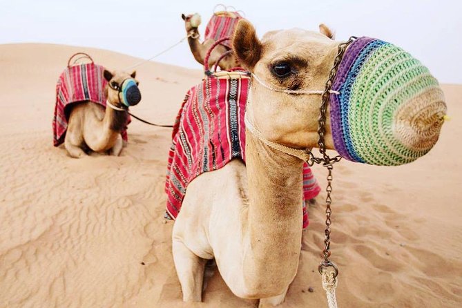 Camel Farm Visit - Dubai UAE - From Your Dubai Hotel to Lahbab