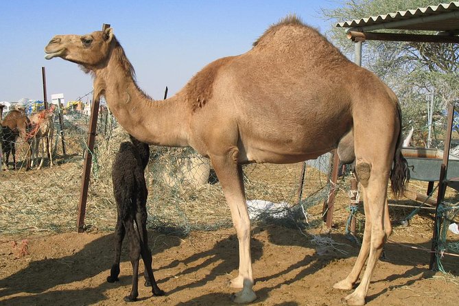 Camel Farm Visit - Dubai UAE - Arriving at the Camel Farm Near Lahbab