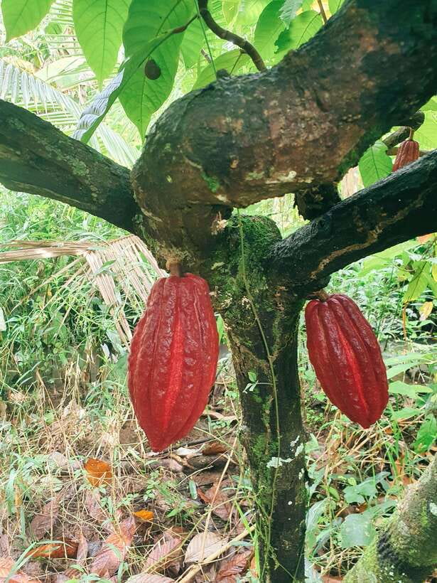 Can Tho: Countryside Cycling Tour with Cocoa Farm Visit - Riding through villages, gardens, and rural Can Tho