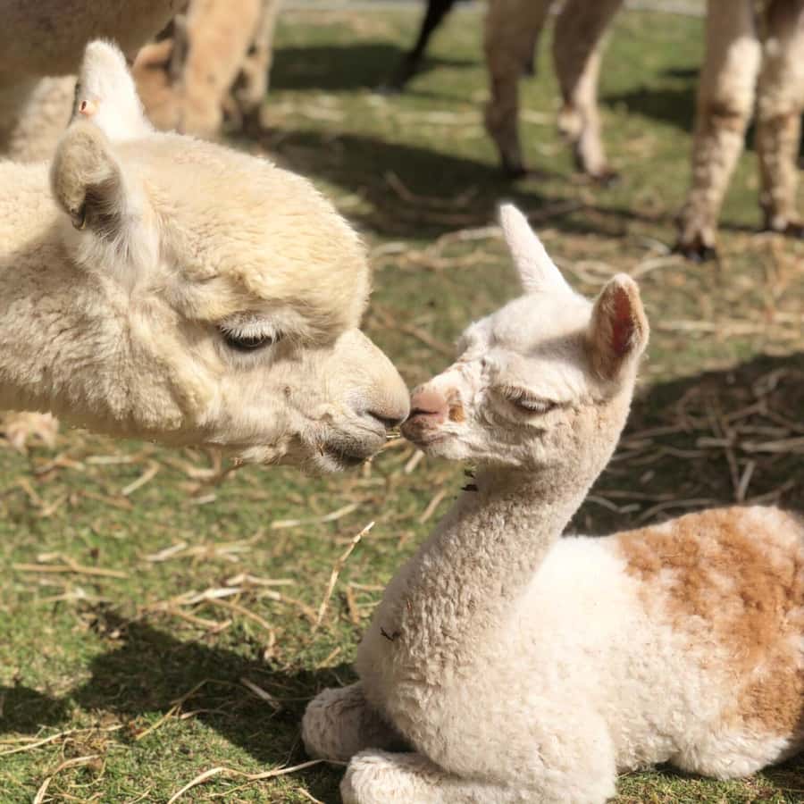 Canberra: Alpaca Adventure Farm Tour (morning tea included) - Meeting the alpaca or llama at Blackwattle Farm