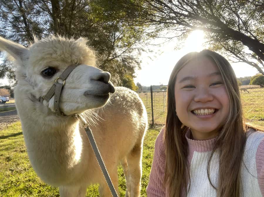 Canberra: Alpaca Adventure Farm Tour (morning tea included) - Feeding the herd by hand