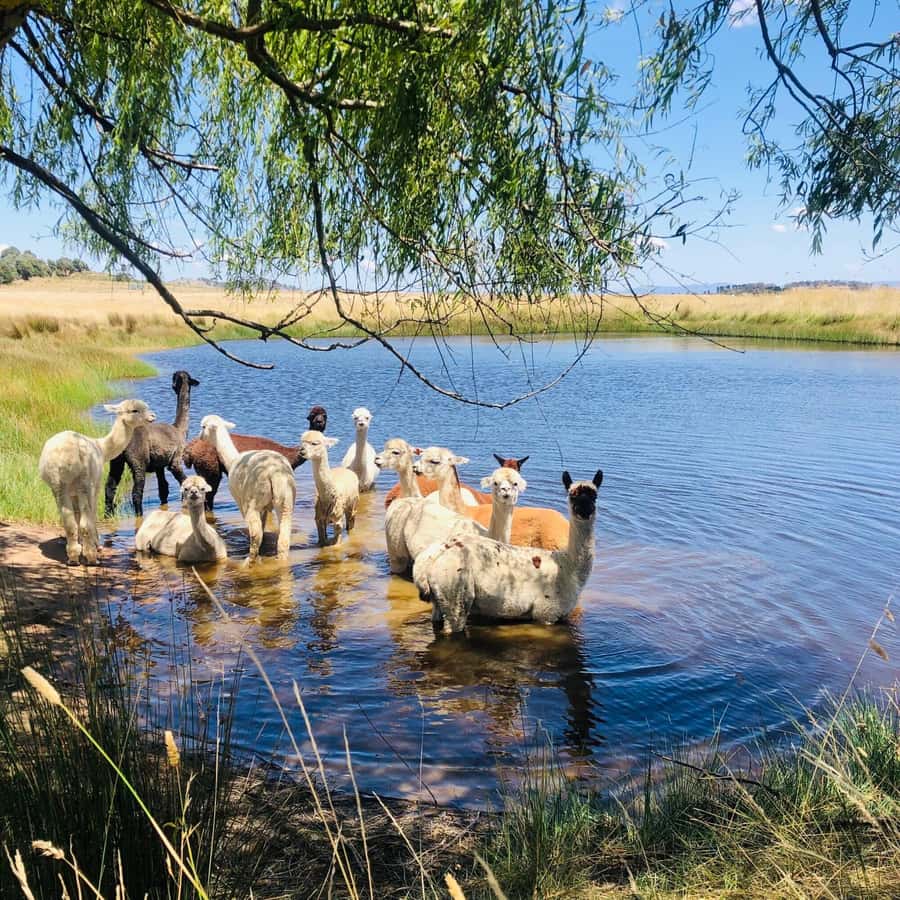 Canberra: Alpaca Adventure Farm Tour (morning tea included) - What to wear and bring