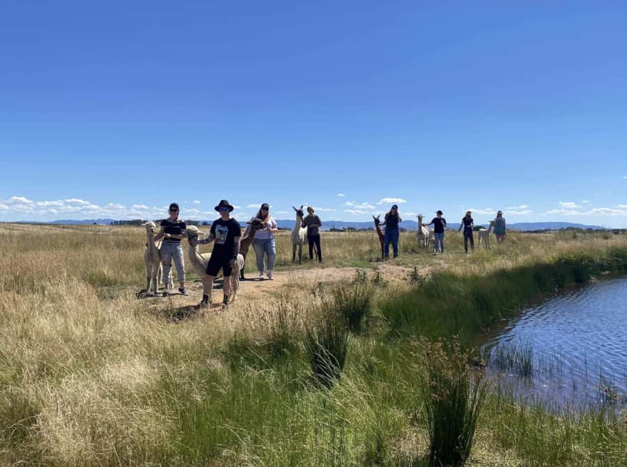 Canberra: Alpaca Adventure Farm Tour (morning tea included) - Planning your booking around the weather