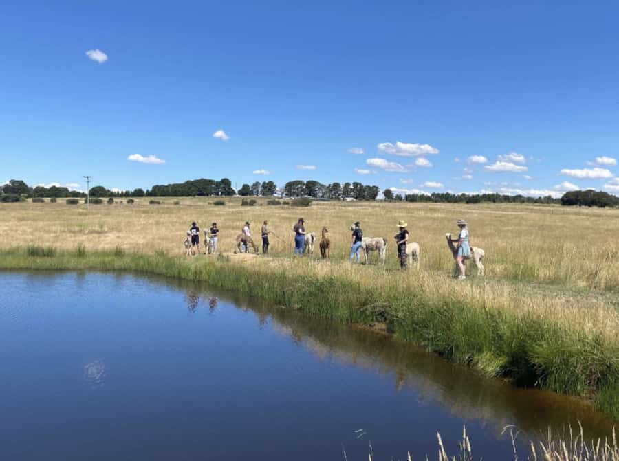 Canberra: Alpaca Adventure Farm Tour (morning tea included) - Should you book the Alpaca Adventure Farm Tour?