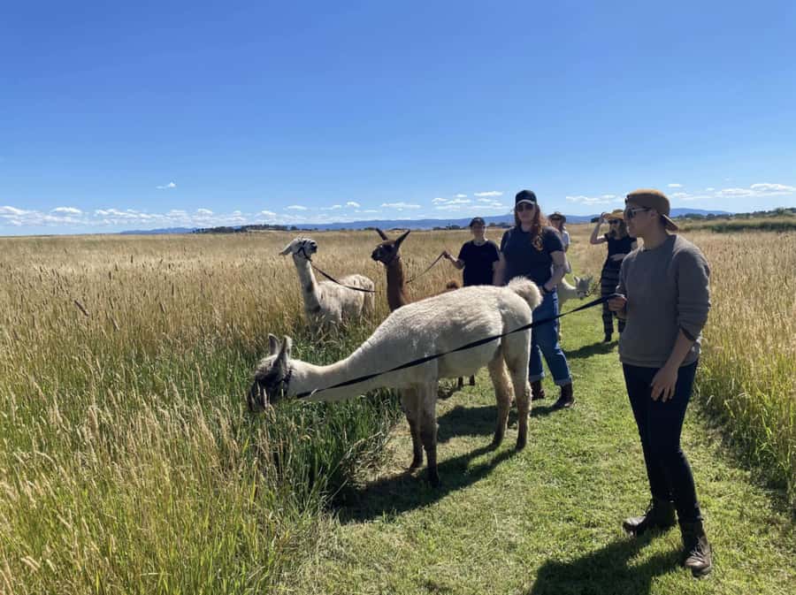 Canberra: Alpaca Adventure Farm Tour (morning tea included) - Learning why alpacas and llamas are different